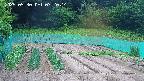 kannonmori-20250530072015.jpg