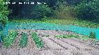 kannonmori-20250530080017.jpg