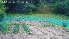 kannonmori-20250530093017.jpg