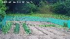 kannonmori-20250530101017.jpg