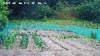 kannonmori-20250530104018.jpg