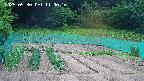 kannonmori-20250530110018.jpg