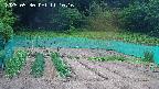 kannonmori-20250530111018.jpg