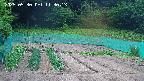 kannonmori-20250530113015.jpg