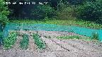 kannonmori-20250530122014.jpg