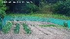 kannonmori-20250530131017.jpg