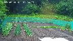 kannonmori-20250531171015.jpg