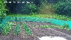 kannonmori-20250601050017.jpg