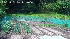 kannonmori-20250601142017.jpg