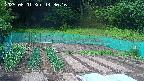 kannonmori-20250601143017.jpg