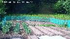 kannonmori-20250601153018.jpg