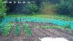 kannonmori-20250602052015.jpg