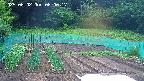 kannonmori-20250602060018.jpg
