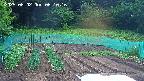 kannonmori-20250602061017.jpg