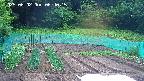 kannonmori-20250602064017.jpg