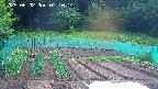 kannonmori-20250602071015.jpg